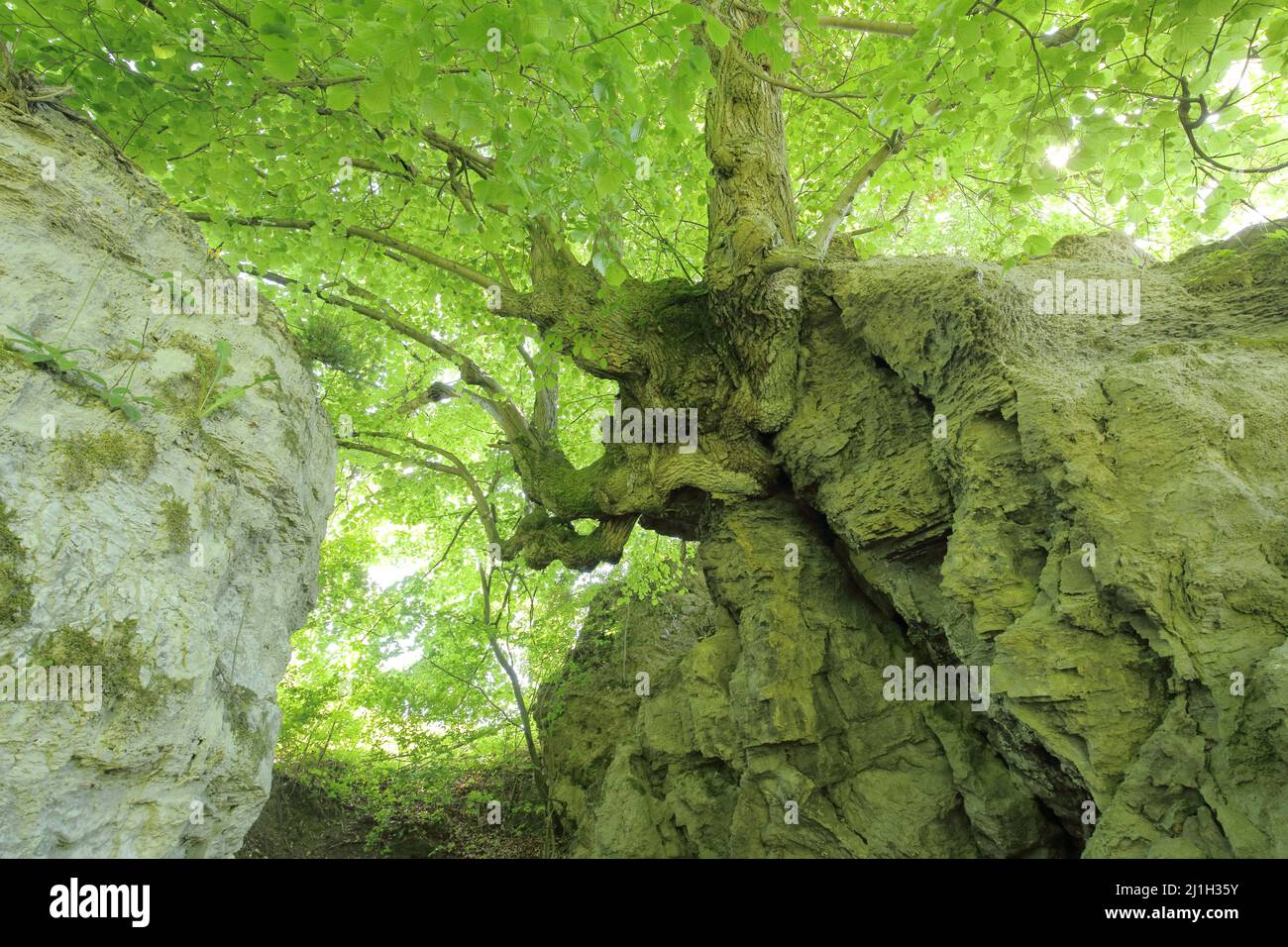 Monument naturel à Kripp- et Hielöcher dans la vallée de la Berka, Frau-Holle-Land, Hesse, Allemagne Banque D'Images