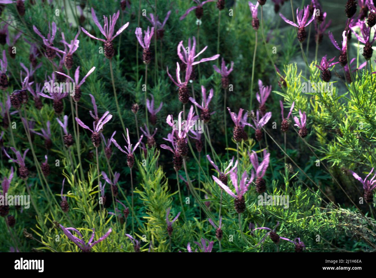 La lavande papillon Banque D'Images