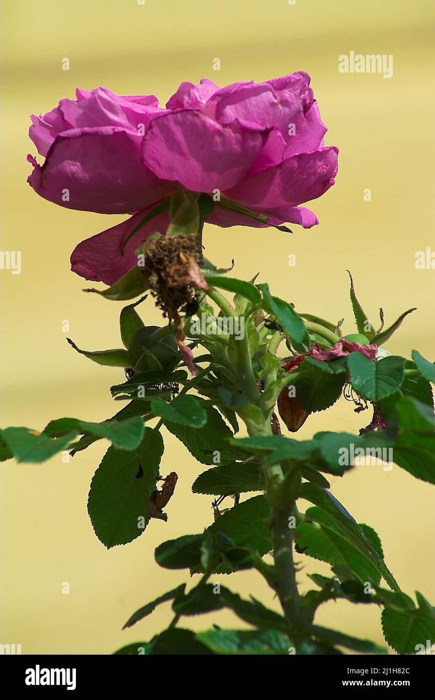 Wytyczno, Polésie, Polésie, Polésien, Parc Poléski Narodowy, Polska, Polen, Pologne, rose rouge sauvage, Eine verwelkte rote Rosenblüte, 一朵枯萎的紅玫瑰花， Banque D'Images