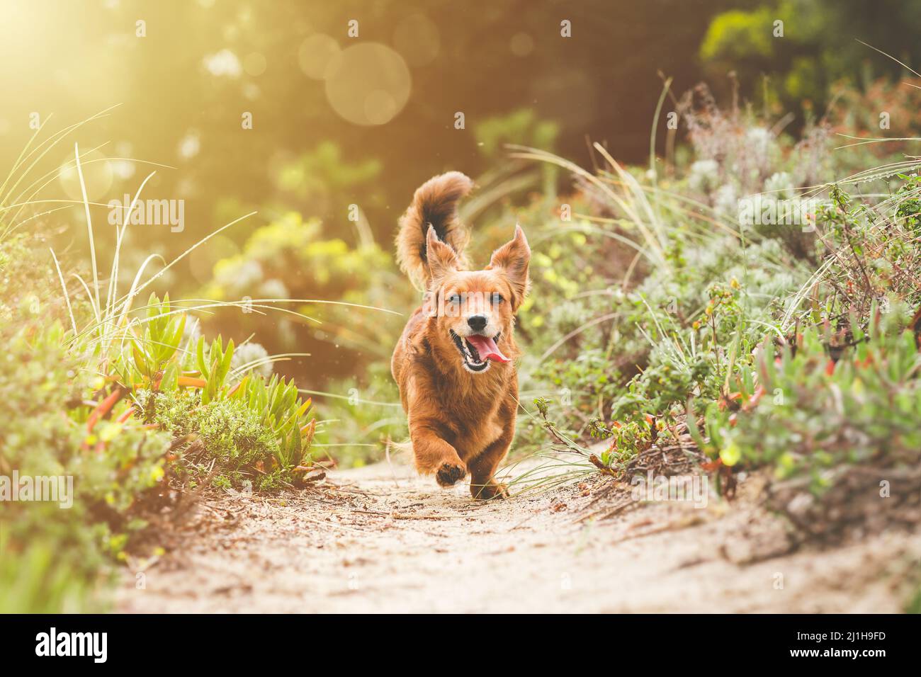 Joyeux chien Dachshund enjoué à long poil en plein air. Petit chien brun dans la nature Banque D'Images
