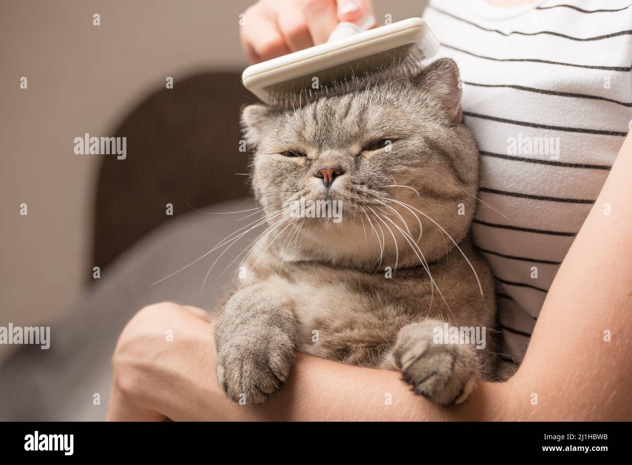 Femme peignant un chat mignon avec une brosse sur le canapé, gros plan Banque D'Images
