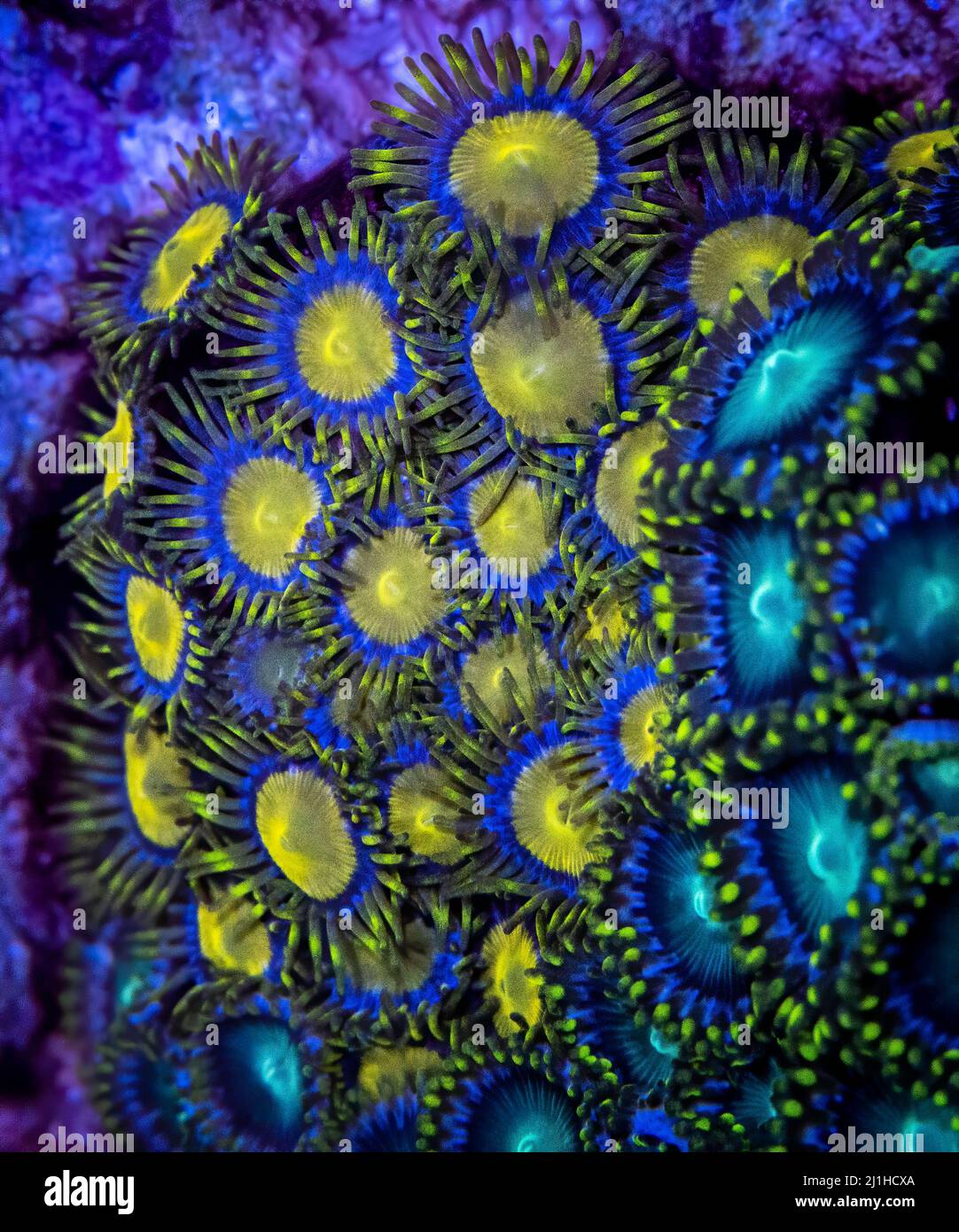 Un groupe ou une colonie de polypes de corail mou zoanthides du roi midas dans un aquarium de récif d'eau salée. Banque D'Images