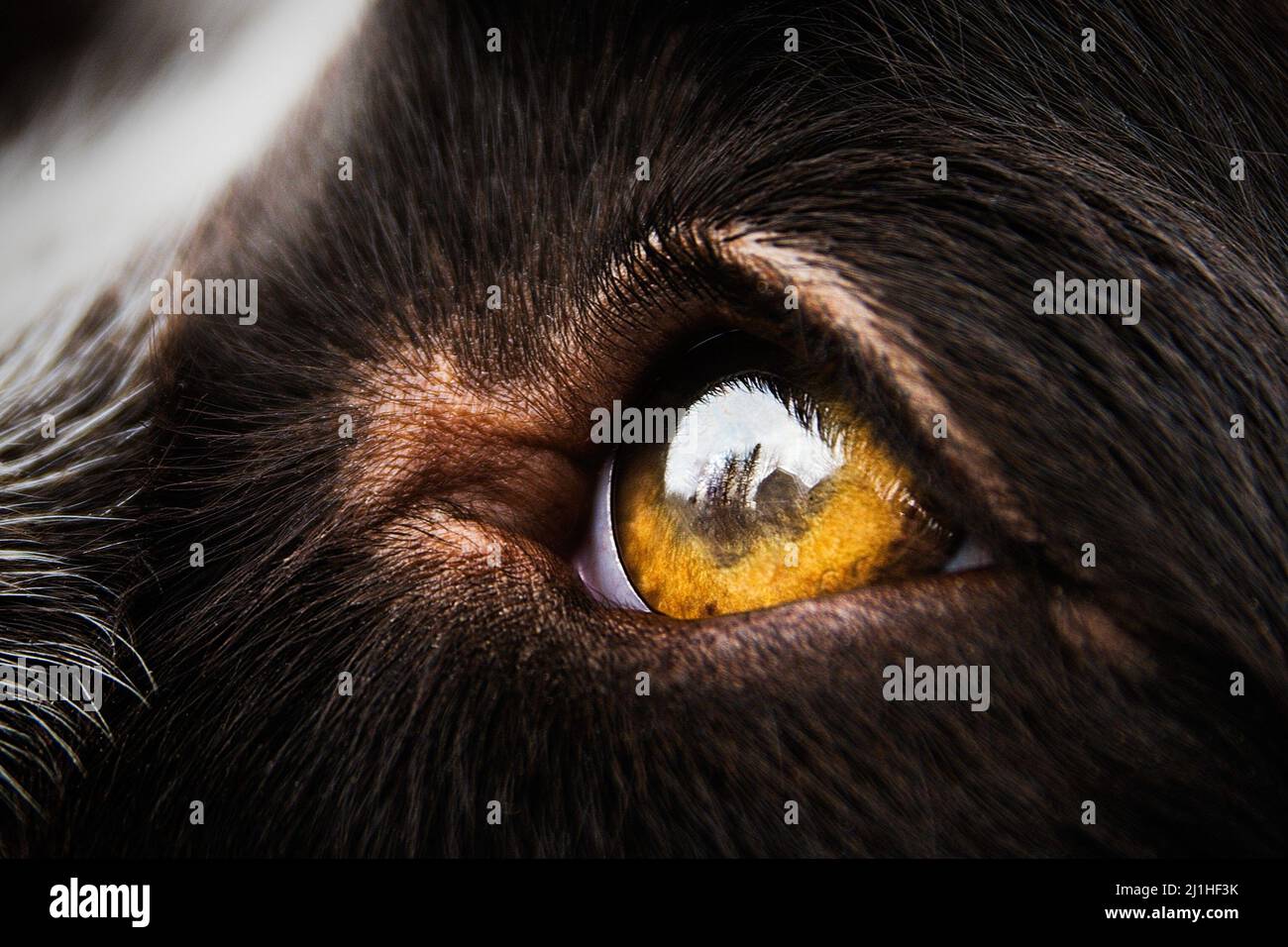 Gros plan de l'œil du chien d'épagneul français avec reflets d'arbres Banque D'Images