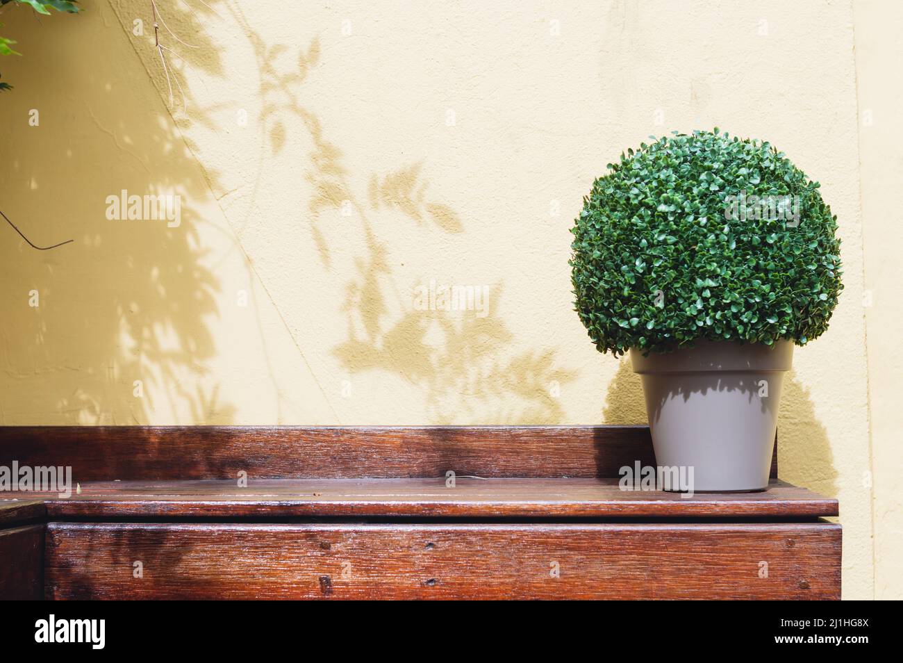 plante verte sur un support en bois brun avec fond de mur jaune avec des ombres de feuilles à l'extérieur, espace de copie. Banque D'Images