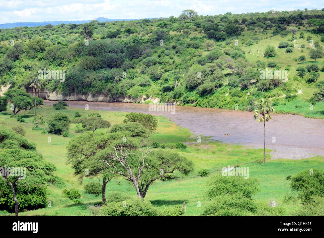Un safari dans le parc national de Tarangire en Tanzanie. Banque D'Images