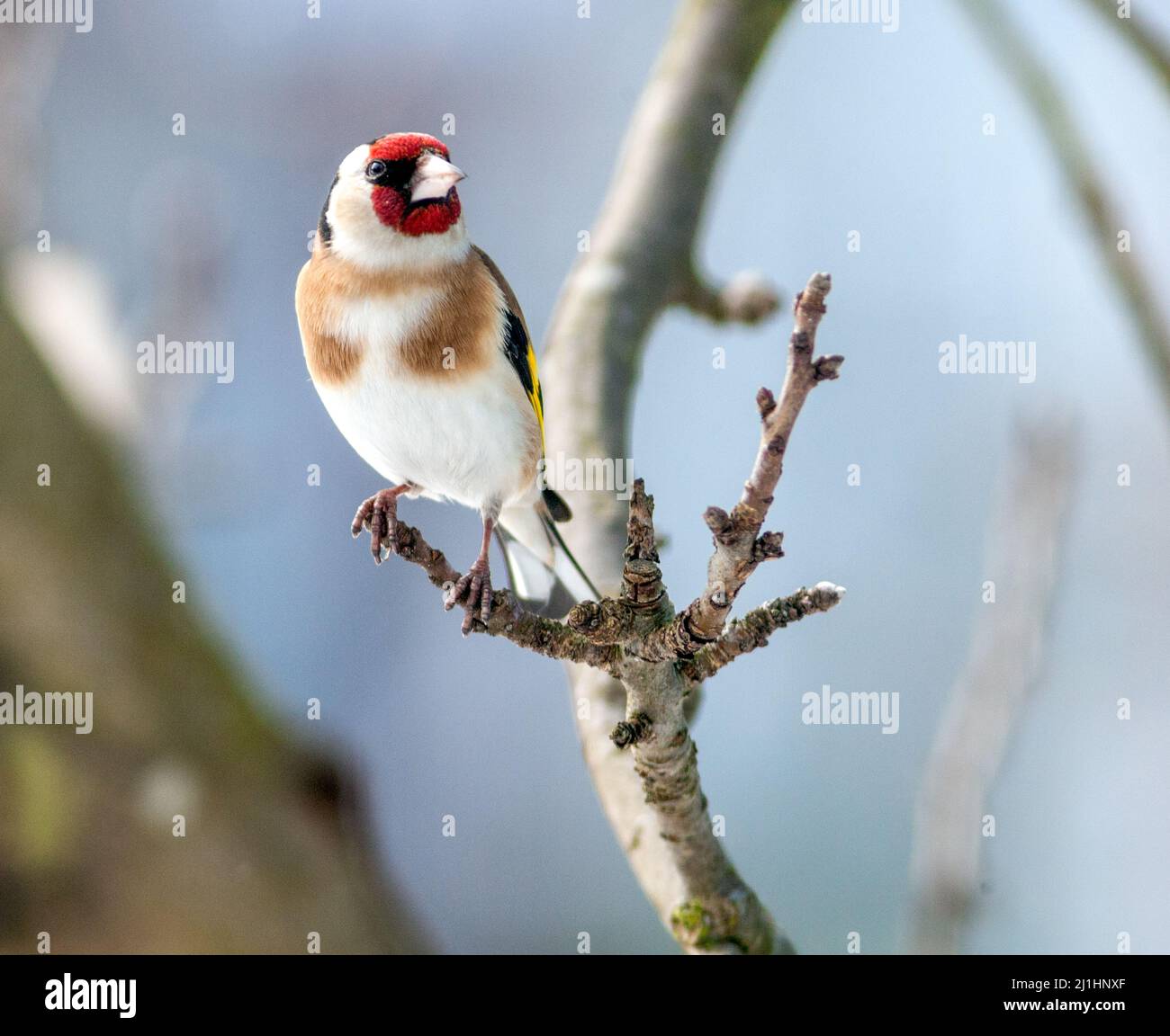 Or européen, Steglits (Carduelis carduelis) Banque D'Images