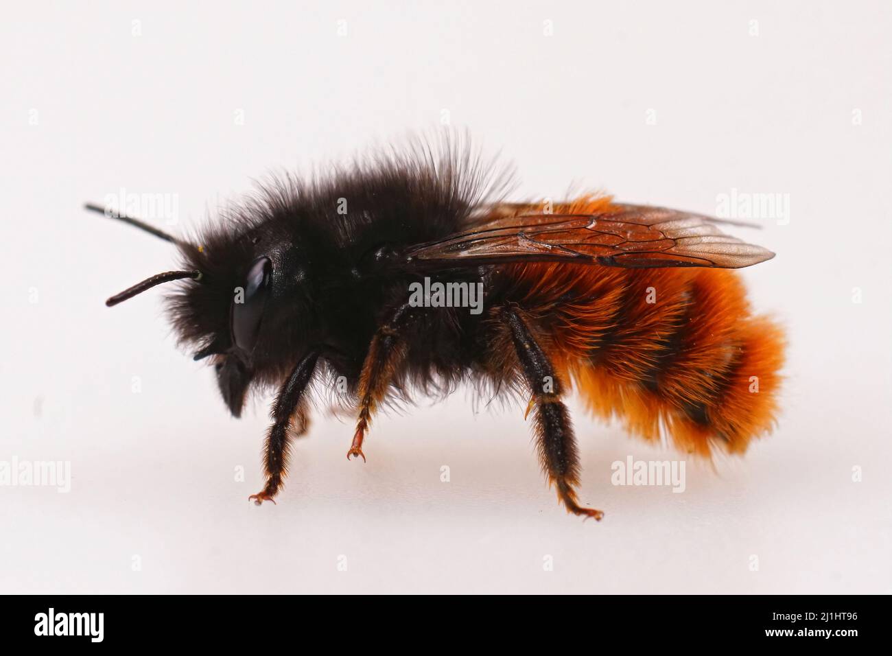 Gros plan sur une abeille maçon européenne orange colorée, Osmia cornuta isolée sur fond blanc Banque D'Images