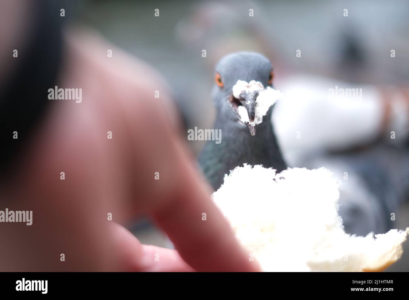 Le pigeon affamé et gourmand essaie d'avaler un fil d'Ariane trop gros pour lui Banque D'Images