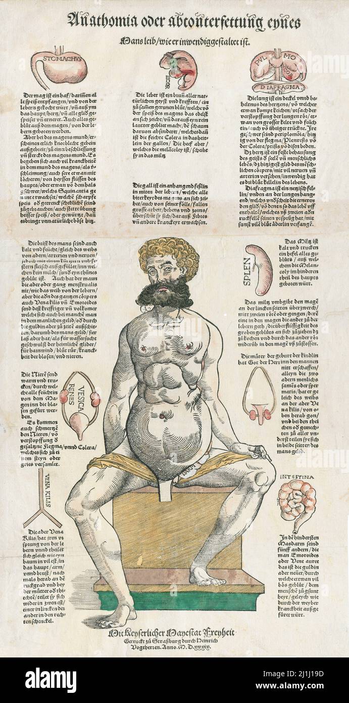 Une gravure du 16th siècle: Anatomie humaine. 1539 Anathomia oder abconterfettung eynes Mans leib wie er inwendig ... , 1539 Banque D'Images