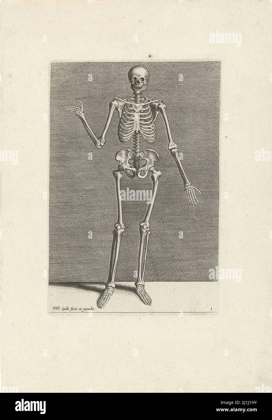 gravure de 16th-siècle de la skelet humaine. Par Philips Galle, 1589 Banque D'Images