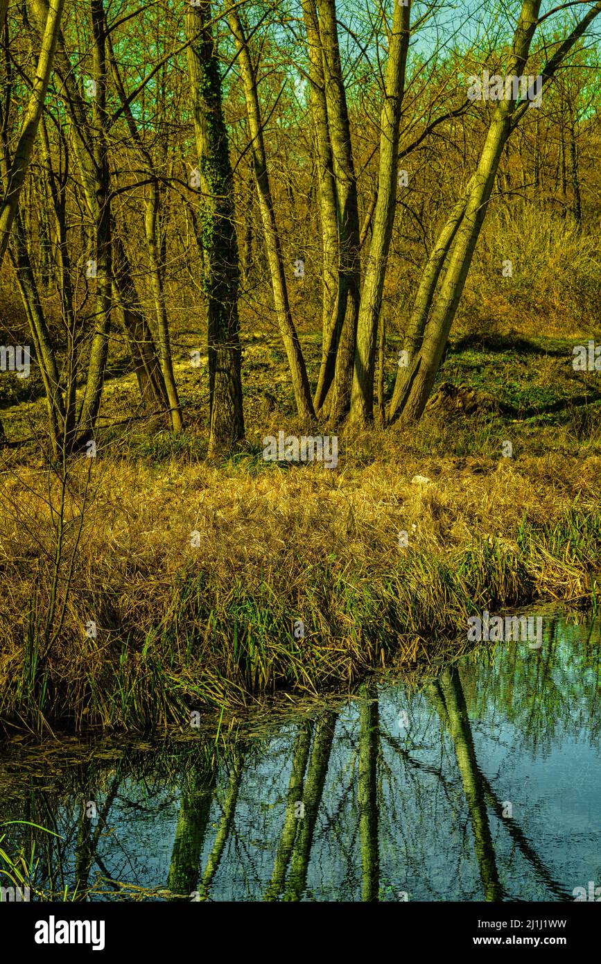 Les troncs illuminés par la lumière du soleil chaude sont réfléchis dans l'eau de la rivière. Abruzzes, Italie, Europa Banque D'Images