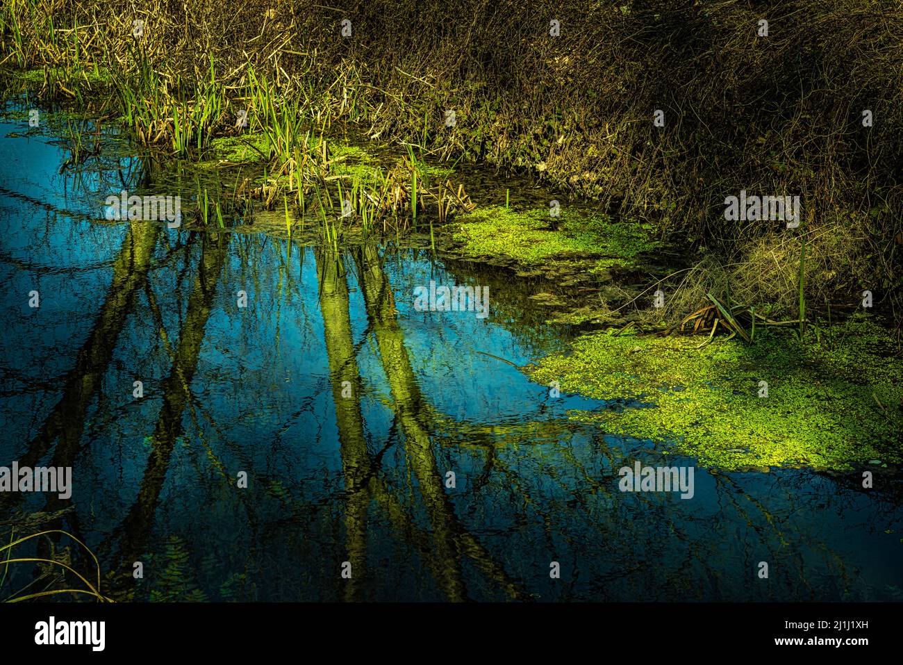 Plan d'eau avec algues vertes à la surface. Réflexions du ciel et des arbres. Abruzzes, Italie, Europe Banque D'Images