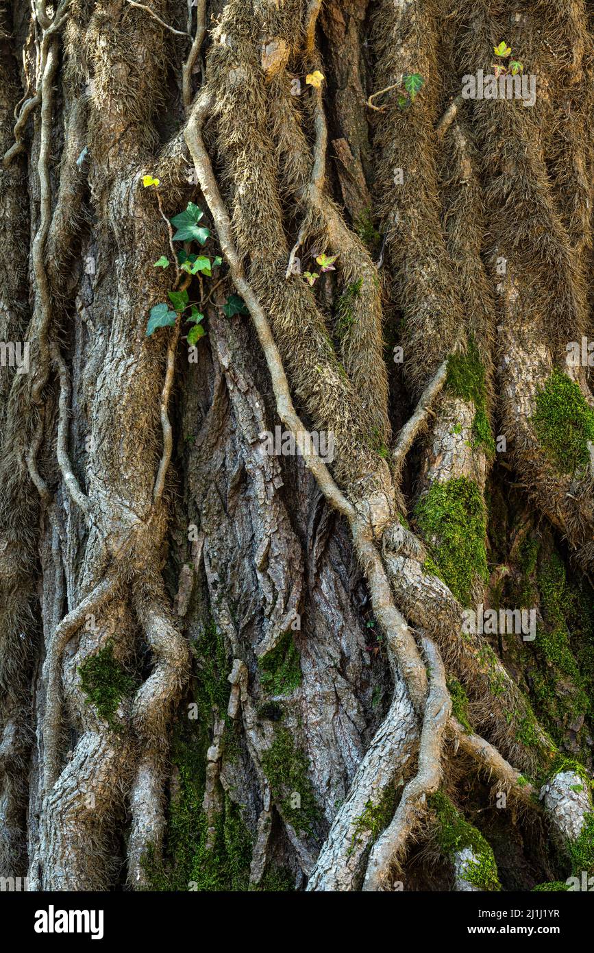 Les racines d'Ivy embrassent un tronc recouvert de lierre. Abruzzes, Italie, Europe Banque D'Images