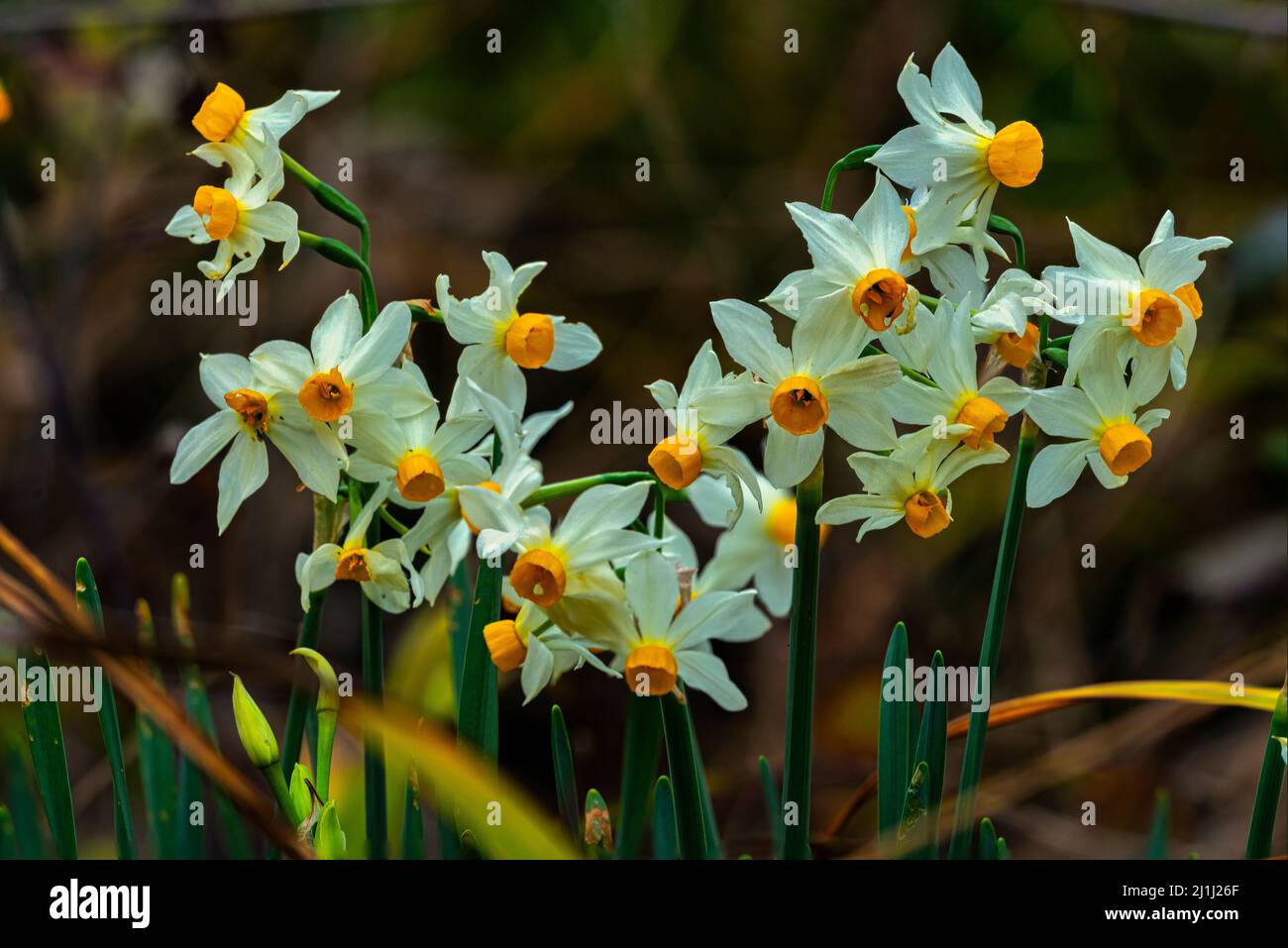 Floraison de Narcisse nostrale, Tazzetta (Narcisse tazetta L.). Abruzzes, Italie, Europe Banque D'Images