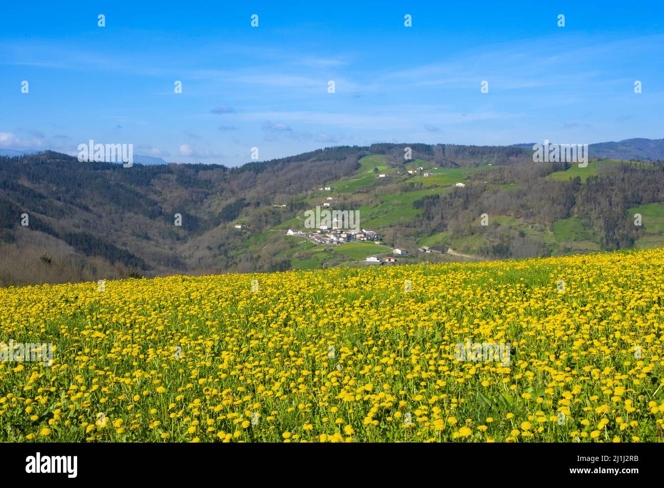 Prairie avec fleurs jaunes et baliarrain en arrière-plan, Euskadi Banque D'Images