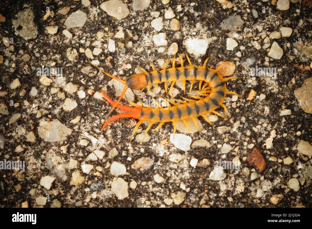 Gros plan de l'orange coloré Megarian ou méditerranéen bagués centipede , Scolopendra cingulata sur le sol Banque D'Images