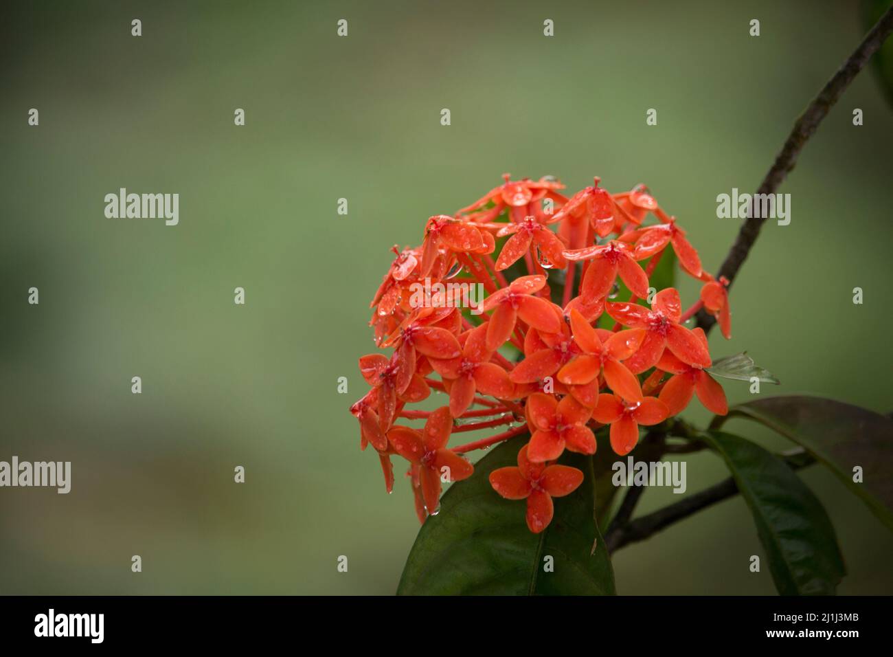 Photos de belles fleurs rouges. Banque D'Images