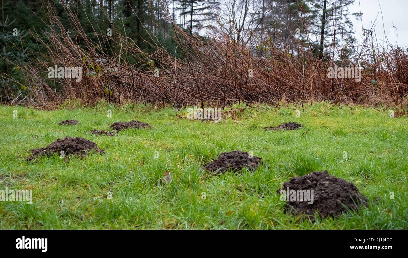 Une collection de moles collines sur un pâturage d'herbe Banque D'Images
