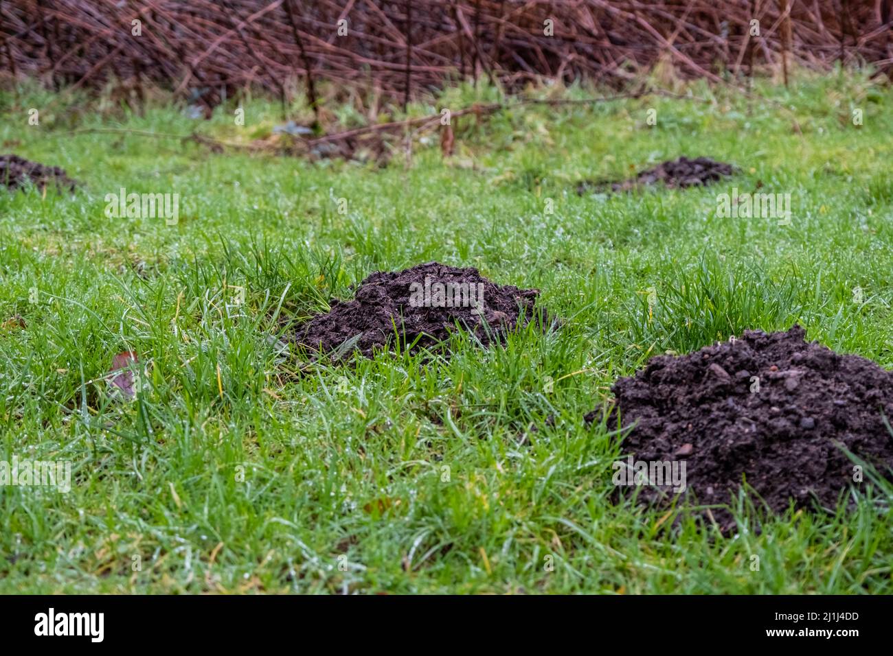 Une collection de moles collines sur un pâturage d'herbe Banque D'Images