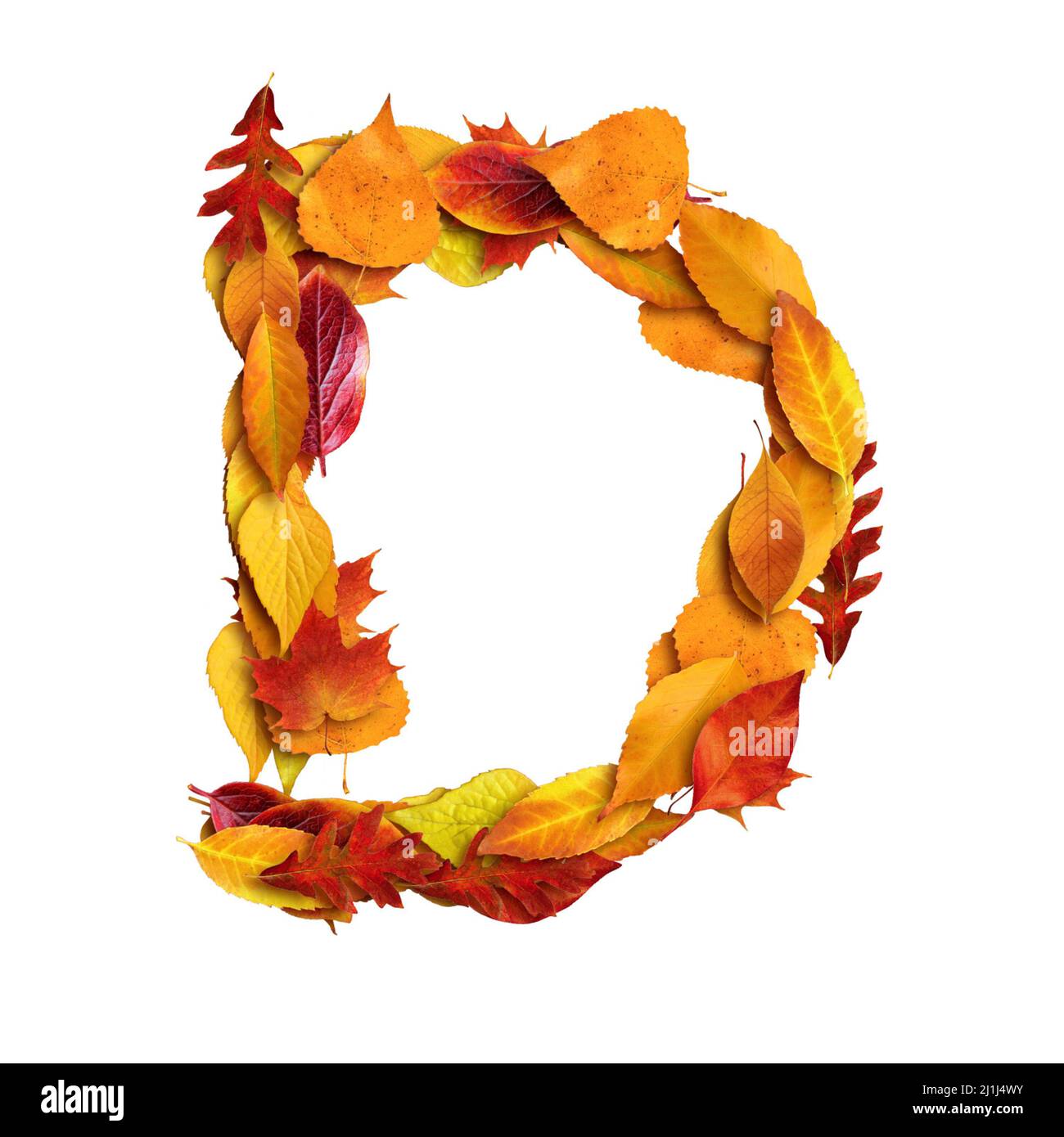 3D alphabet composé de feuilles, automne, 3D rendu sur fond blanc, lettre majuscule D Banque D'Images