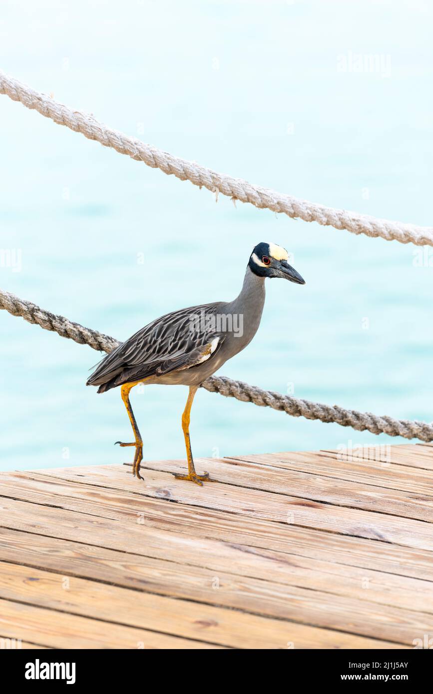 Magnifique oiseau tropical sur le fond de la mer des Caraïbes en République dominicaine. Espèces de faune menacées. Photo de haute qualité Banque D'Images