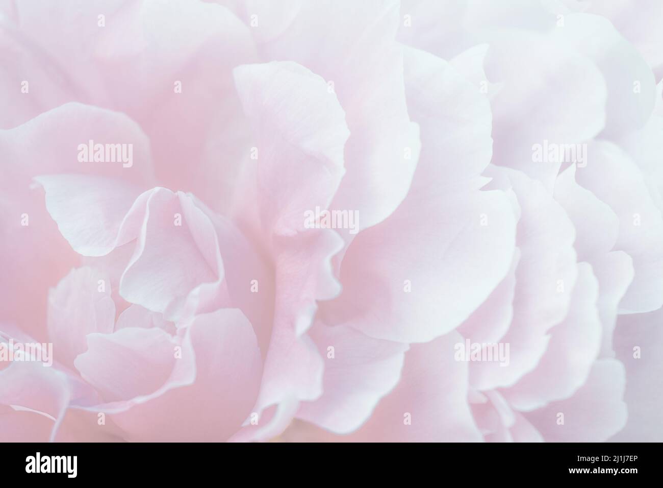 Rose pivoine macro. Arrière-plan doux et abstrait floral pastel. Fragment de fleur de pivoine avec foyer sélectif Banque D'Images