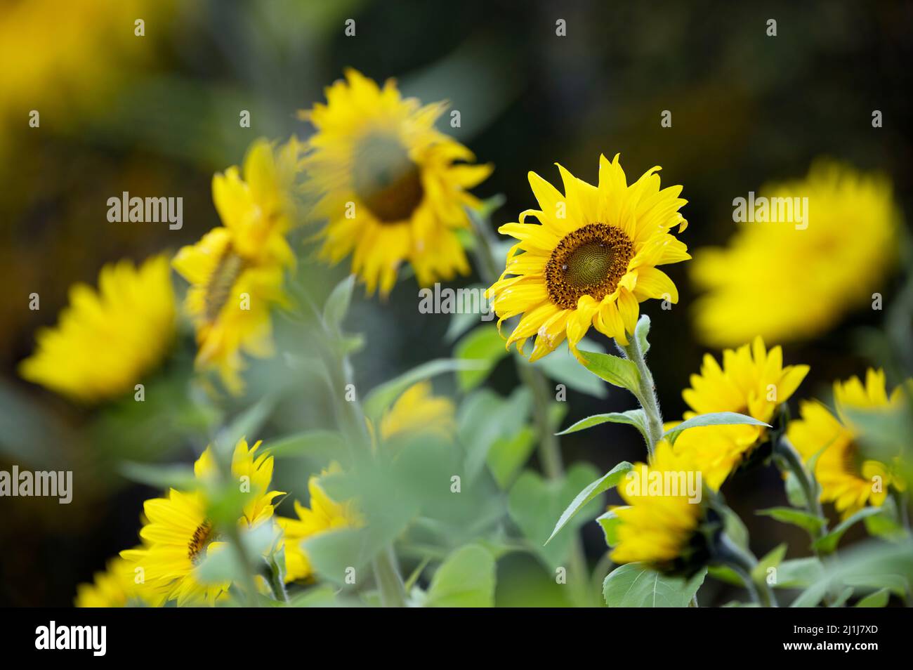 Fleurs de soleil dans le champ Banque D'Images