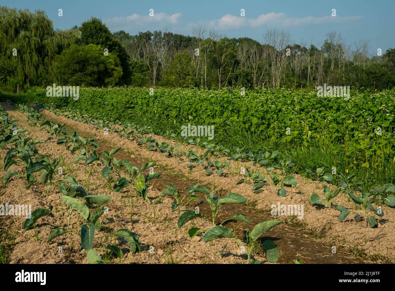 Légumes verts feuillus et pousses de pois dans les rangées d'un potager biologique Banque D'Images