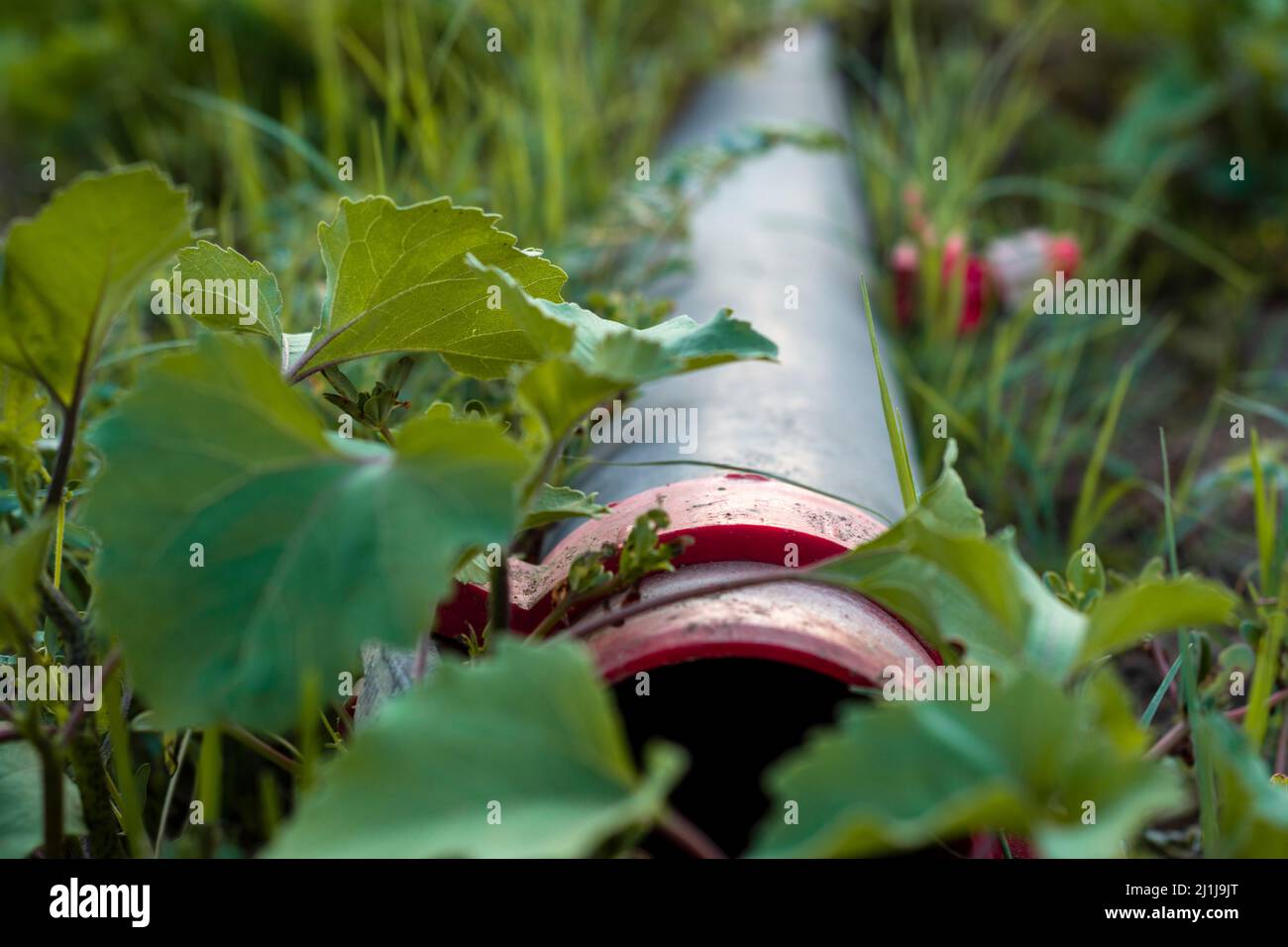 Tuyau d'irrigation en plastique pour irrigation goutte à goutte. Vue avant de la mise au point sélective Banque D'Images