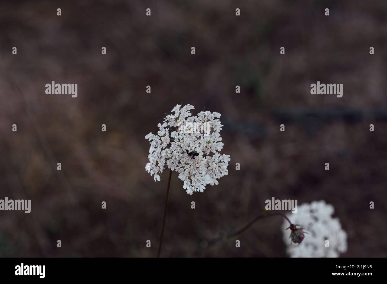 Photo d'une fleur de carotte sauvage (Daucus carota), fleurs de carotte. Fleurs blanches. Fleurs sauvages. Banque D'Images