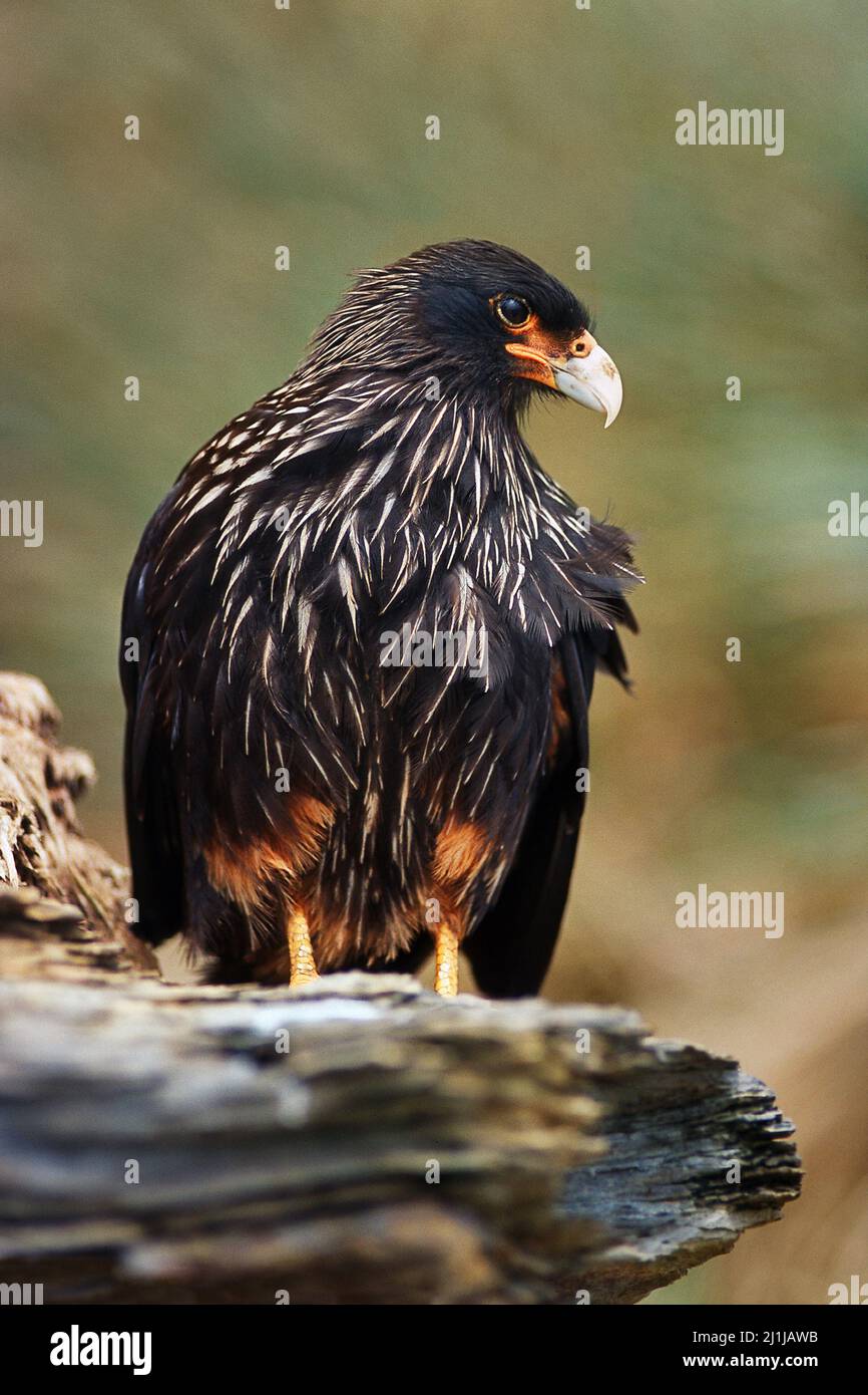 Phalcoboenus australis - Caracara strié Banque D'Images