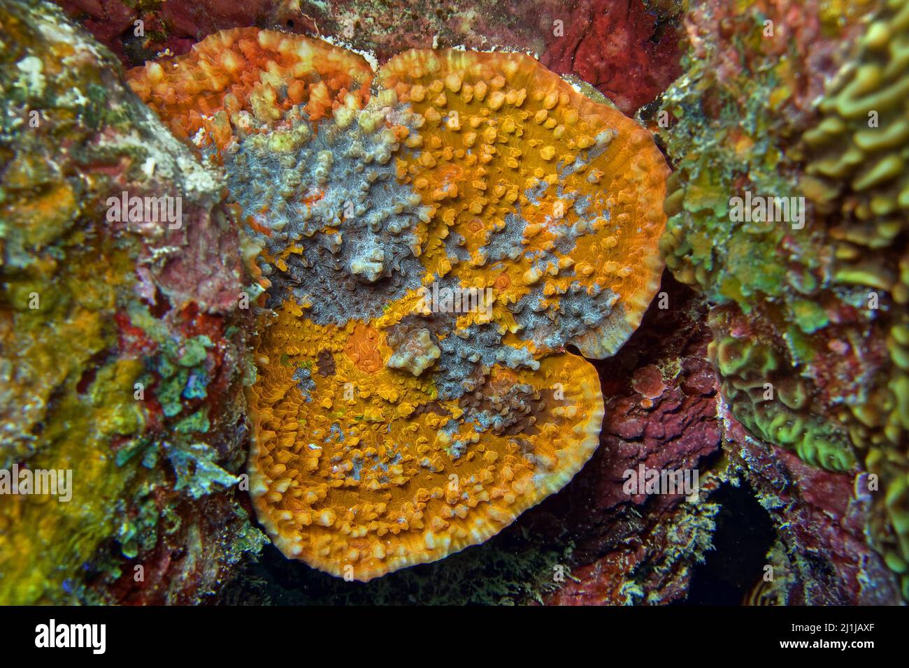 Corail malade - Acropora sp. Banque D'Images