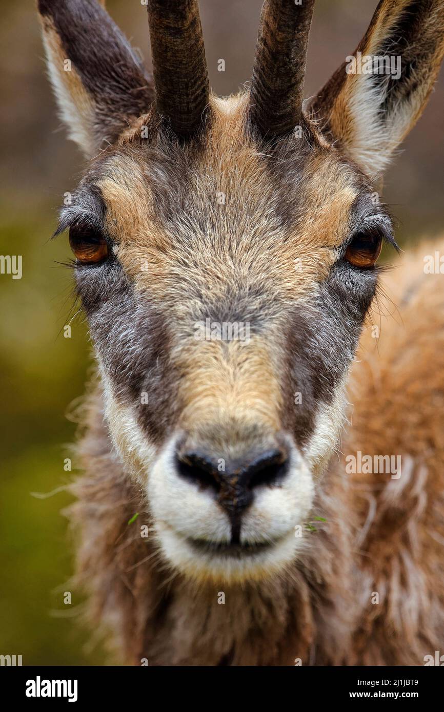 Chamois - Rupicapra rupicapra Banque D'Images