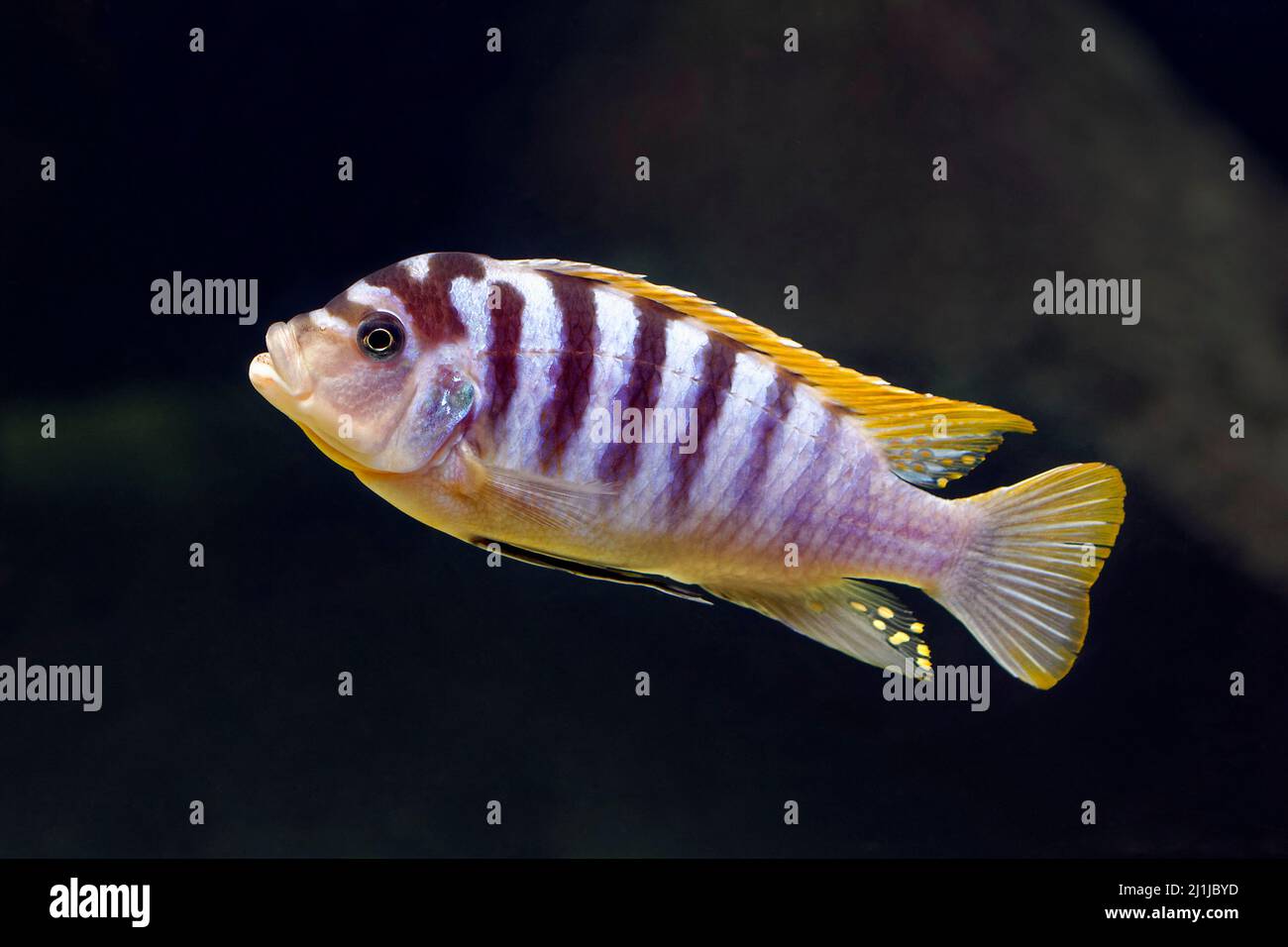 Labidochromis cichlid (Red Top Hongi ) - Labidochromis sp. Banque D'Images