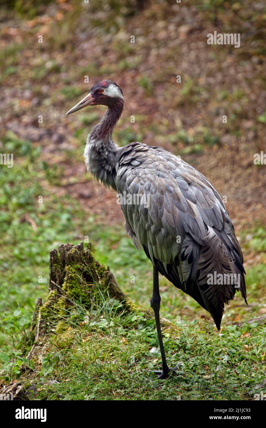 Grue commune - Grus Grus Banque D'Images