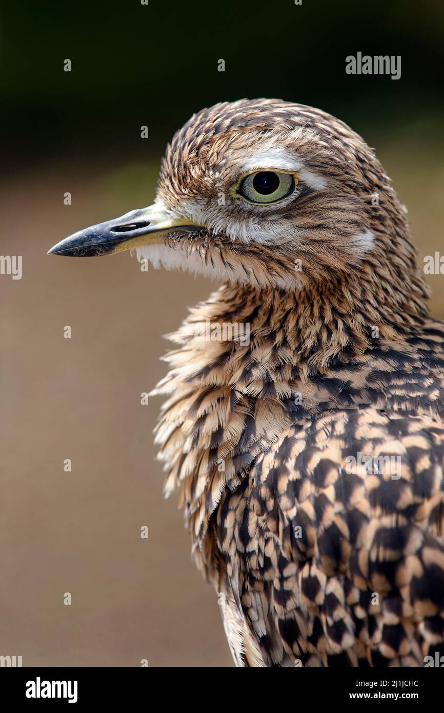 Curade de pierre eurasienne - Burhinus oedicnemus Banque D'Images