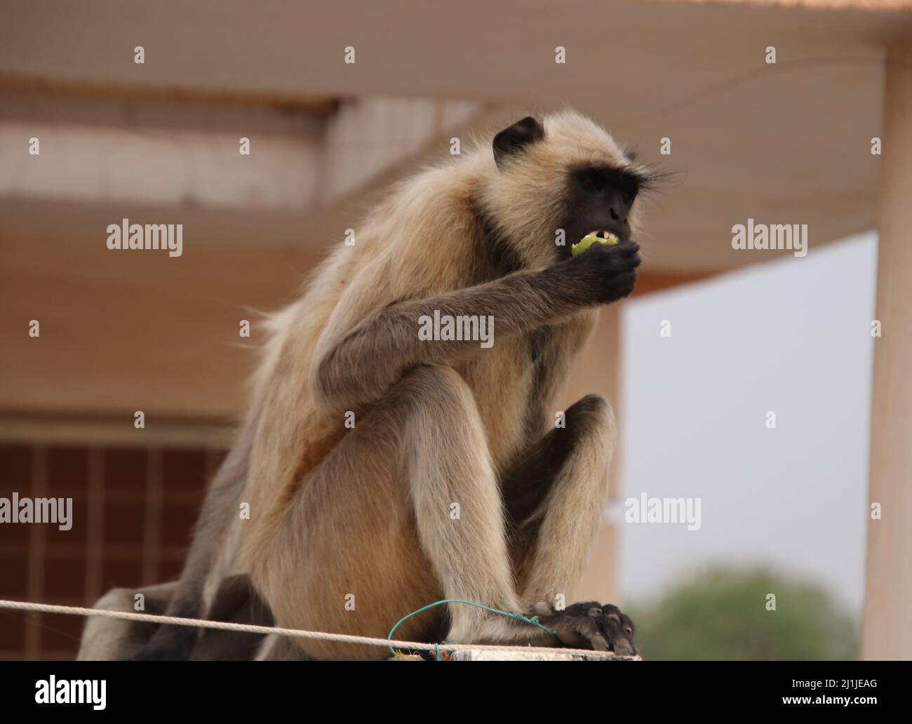 Monkey assis sur un mur de terrasse et manger des fruits Banque D'Images