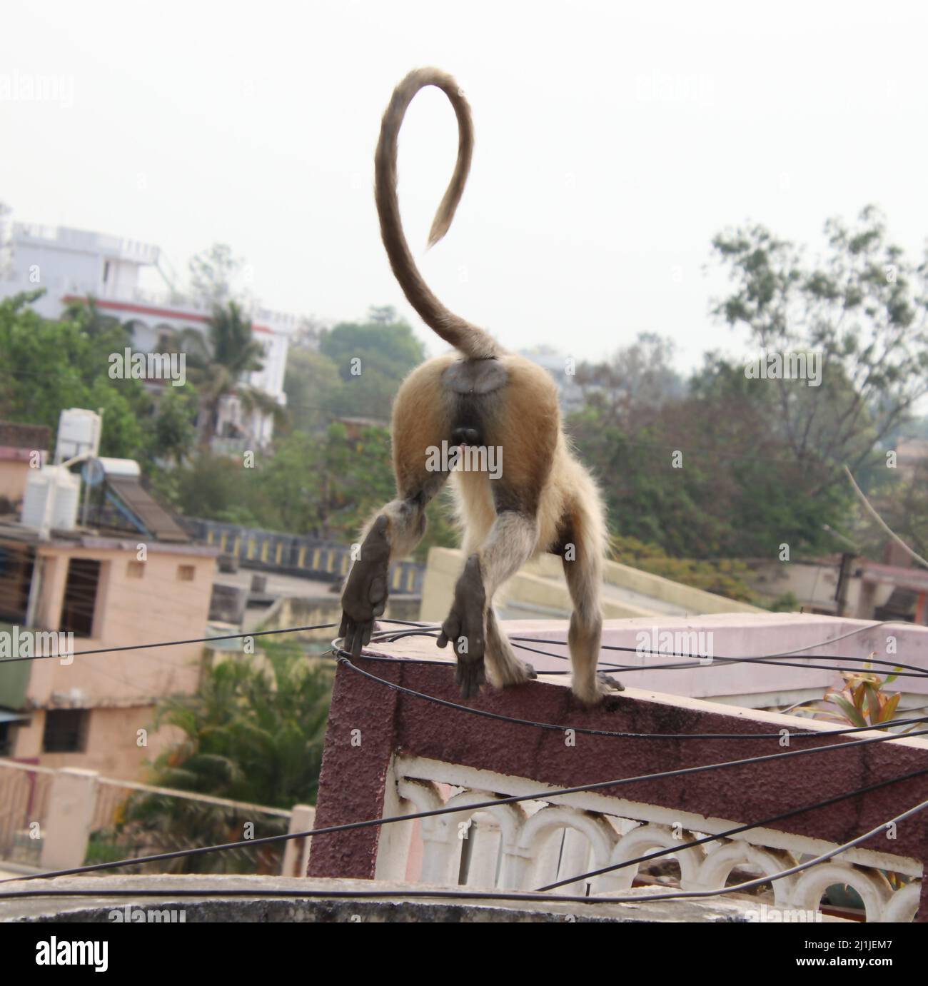 Monkey est en train de mourir pour sauter d'un toit à l'autre Banque D'Images