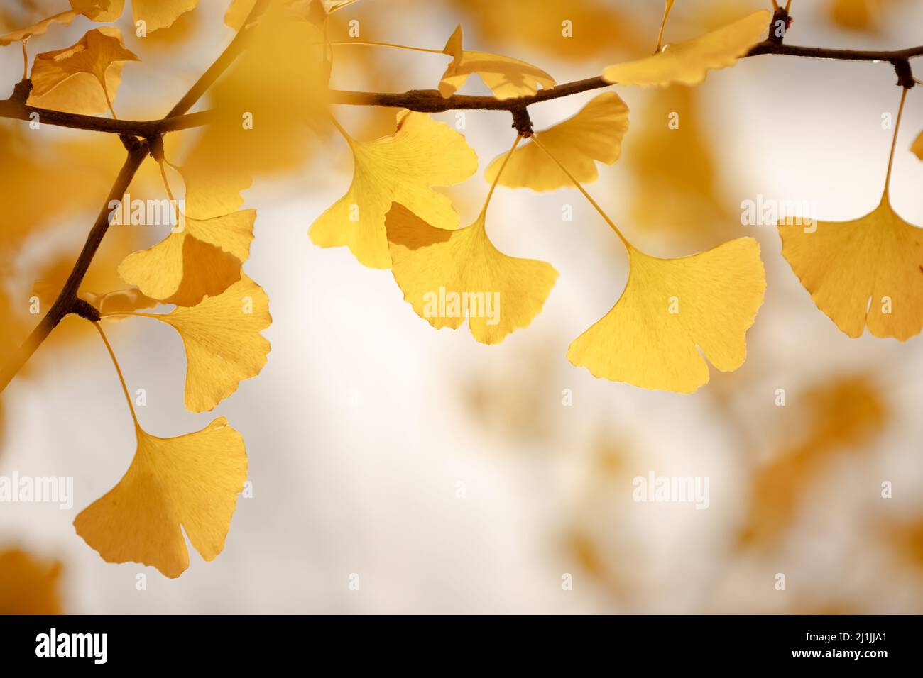 Le Ginkgo biloba laisse du jaune vif sur une branche d'arbre le jour de l'automne Banque D'Images