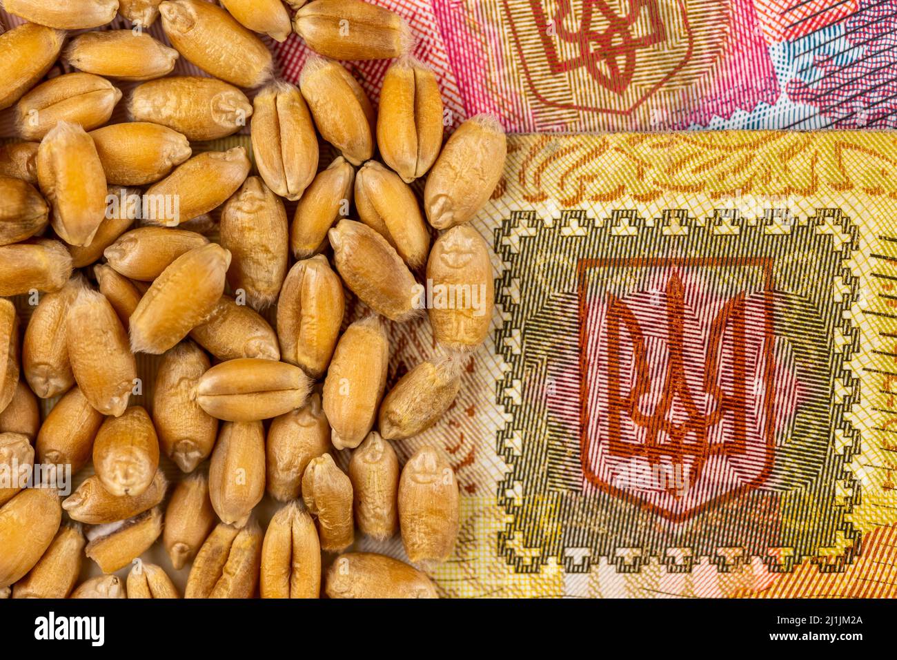 Grains de blé avec détails des billets d'Ukraine. Objet éclairé par une lumière uniforme et douce. Banque D'Images