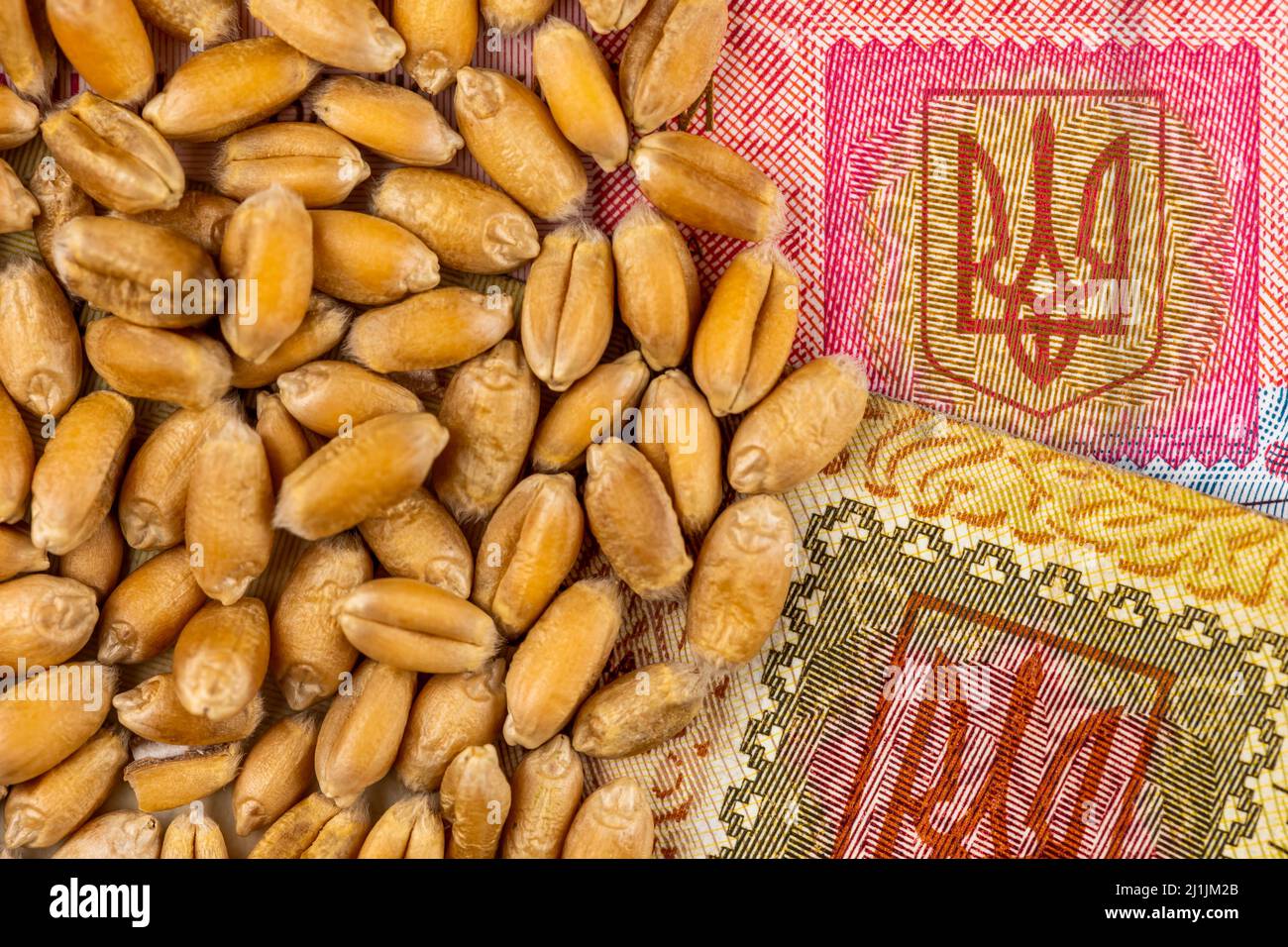 Grains de blé avec détails des billets d'Ukraine. Objet éclairé par une lumière uniforme et douce. Banque D'Images