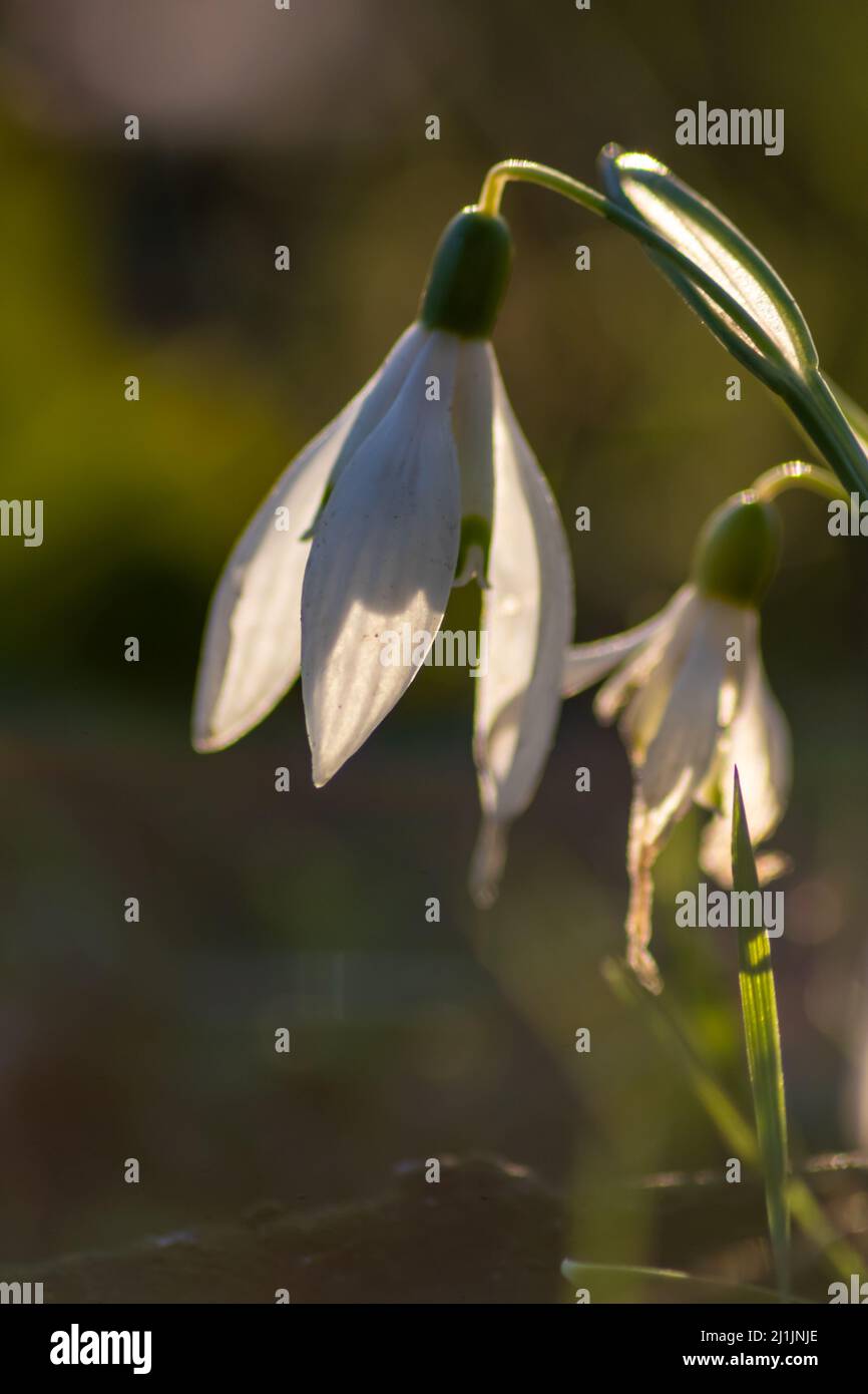 Les premières gouttes de neige printanières sont ornées de pollen et de nectar pour les abeilles de saison en février, avec des pétales blancs et des fleurs blanches sous le soleil de macro-vue Banque D'Images