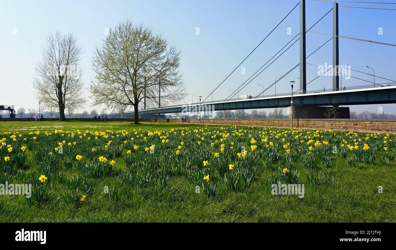 Pré de printemps avec des jonquilles jaunes devant Theodor-Heuss-Brücke dans le district de Golzheim à Düsseldorf/Allemagne. Banque D'Images