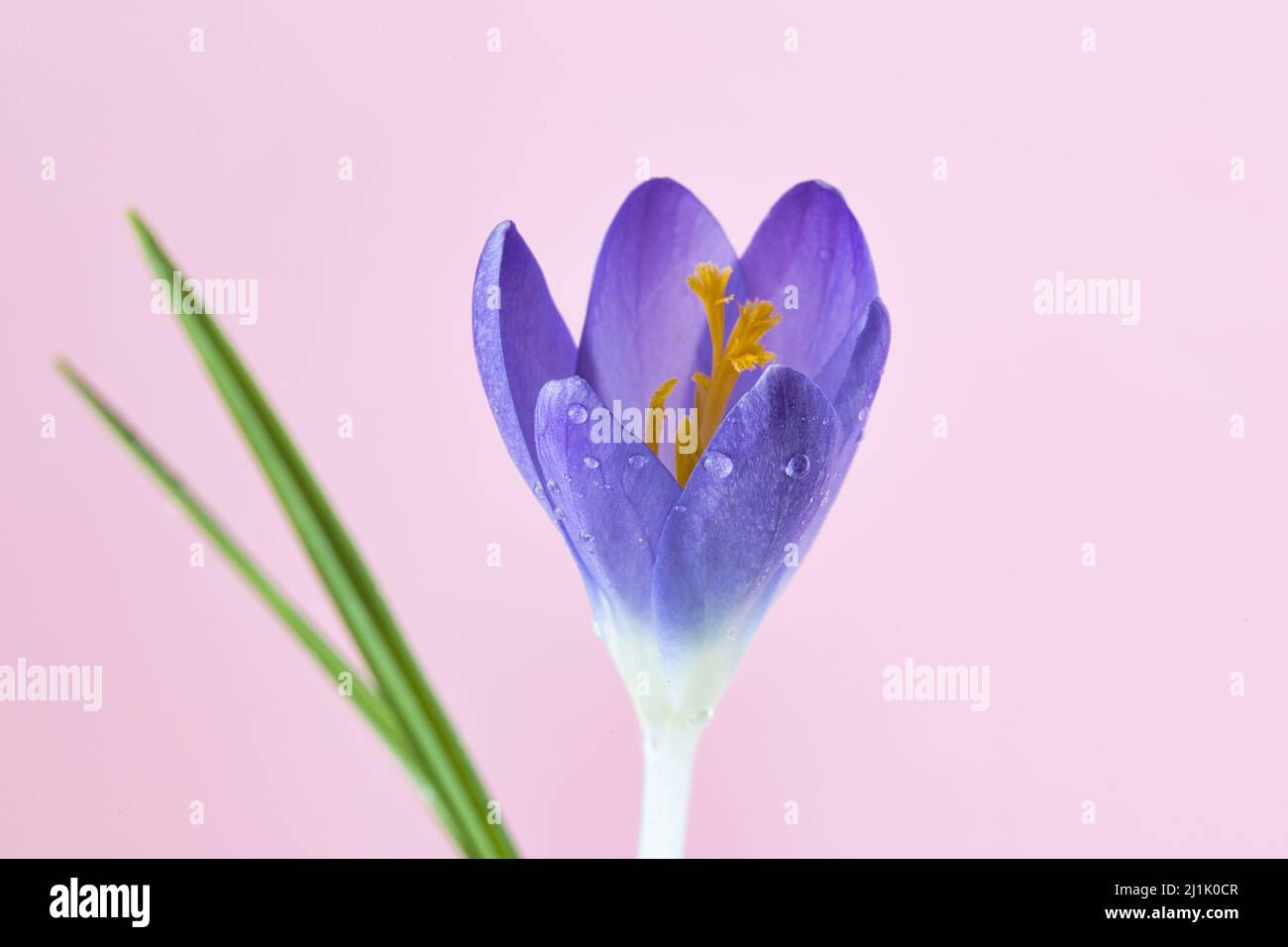 Une belle fleur de Crocus violet Banque D'Images