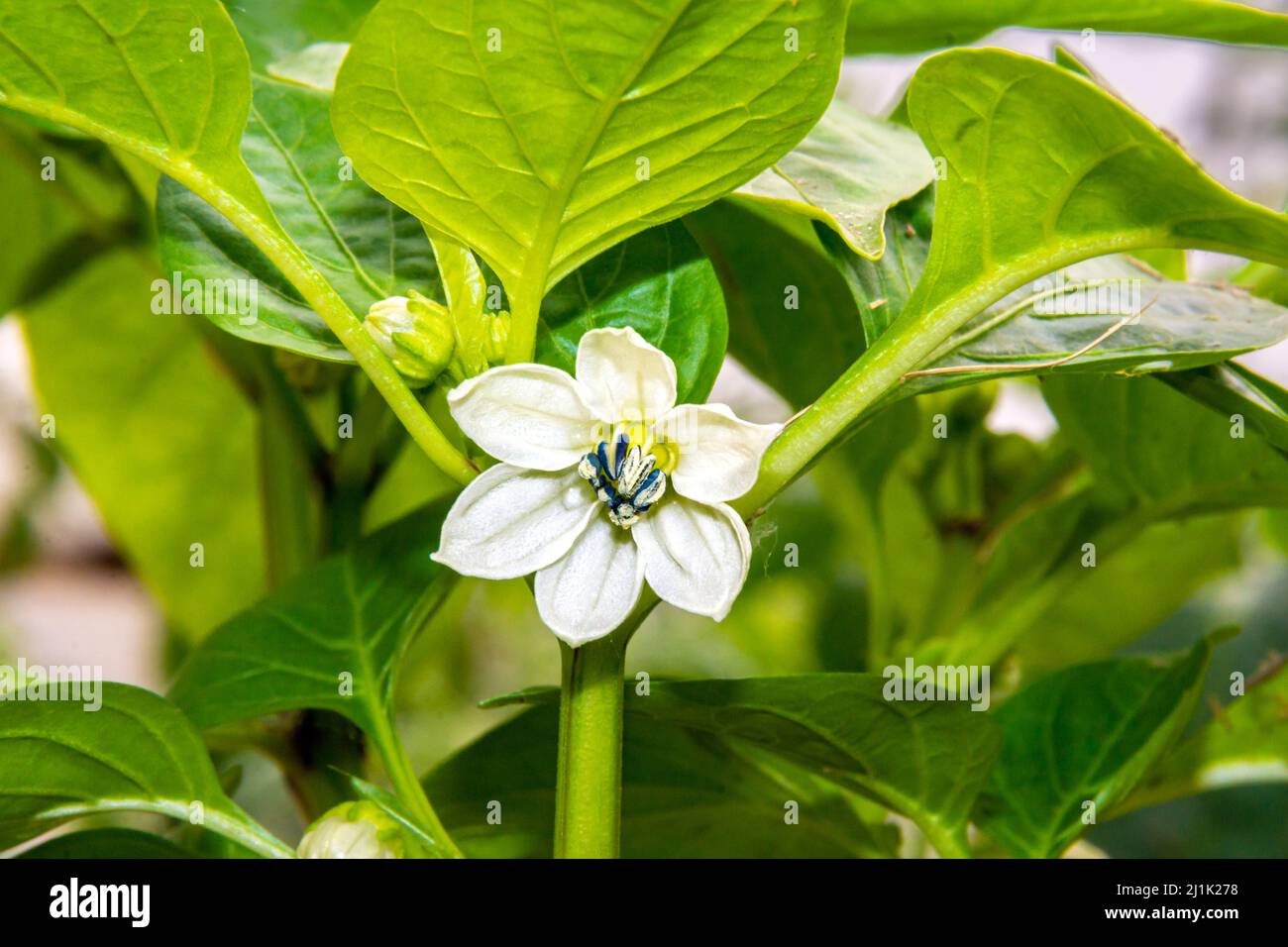 la plante du poivre fleurit au début de l'été en prévision des pollinisateurs et de l'ovaire subséquent du capsicum, foyer sélectif Banque D'Images