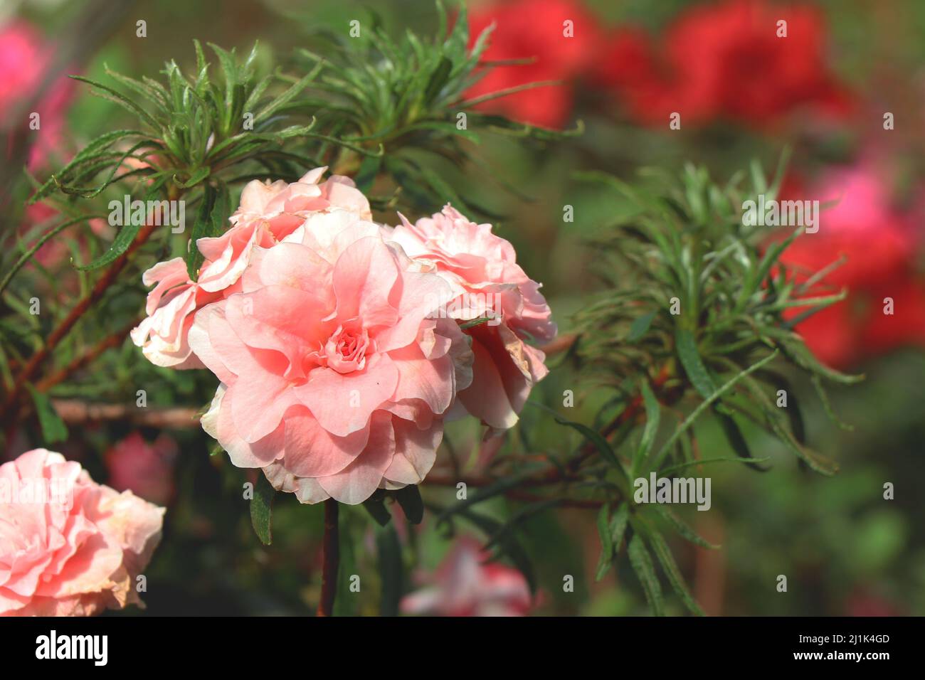 Hybride Azalea blanc et rose Banque D'Images