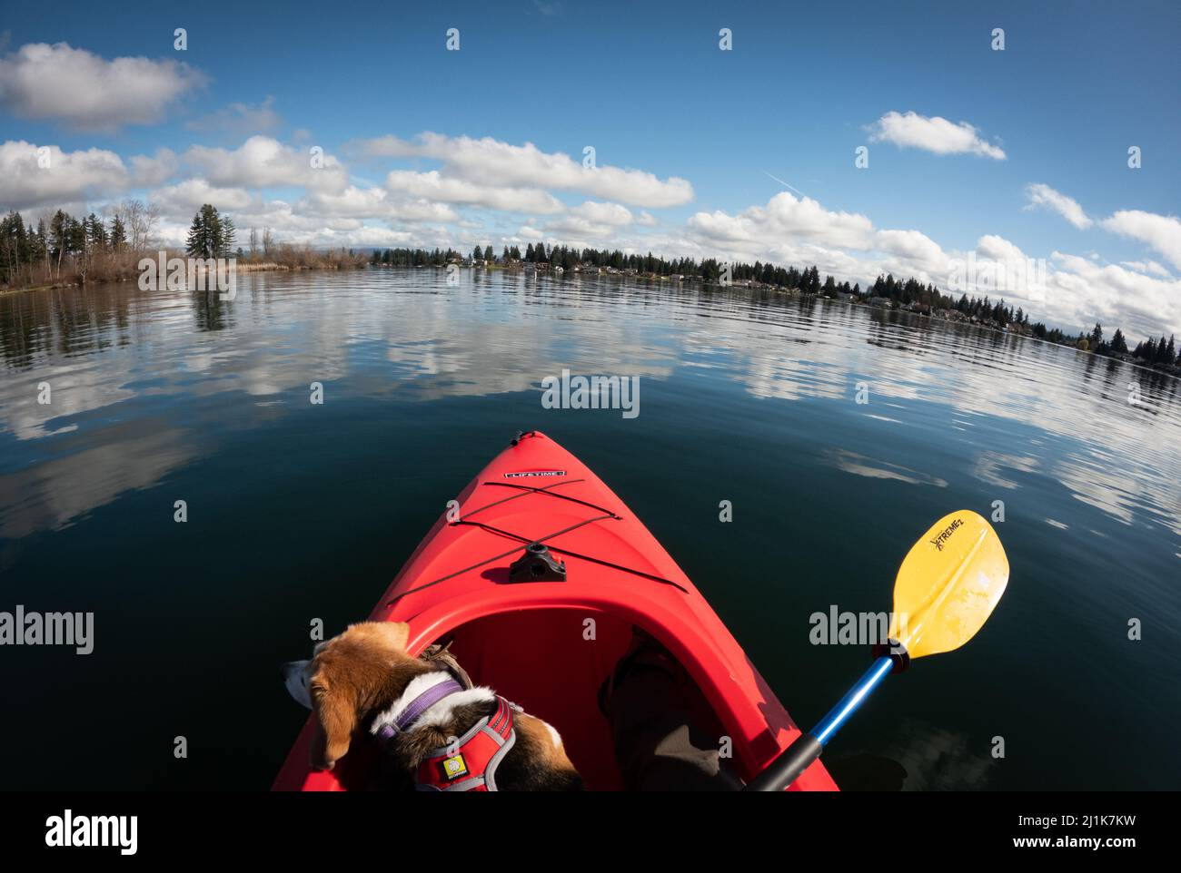 Kayak sur le lac avec un beagle par une journée ensoleillée Banque D'Images