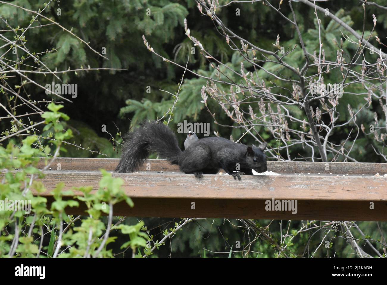 écureuil noir traversant le convoyeur de bois avec bluejay en arrière-plan Banque D'Images