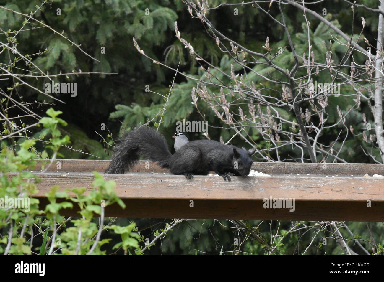 écureuil noir traversant le convoyeur de bois avec bluejay en arrière-plan Banque D'Images