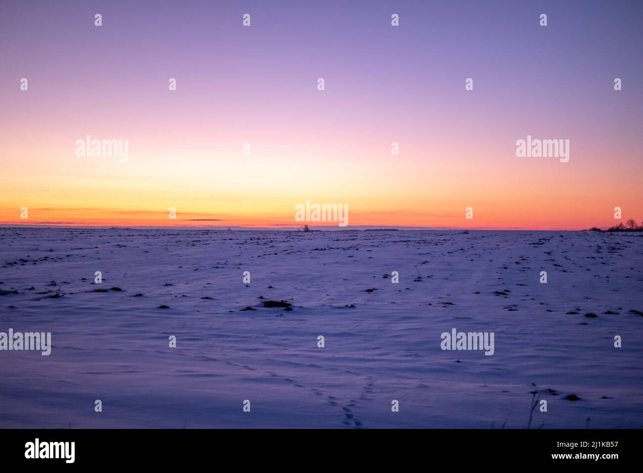 Champ d'hiver au coucher du soleil, fond violet Banque D'Images
